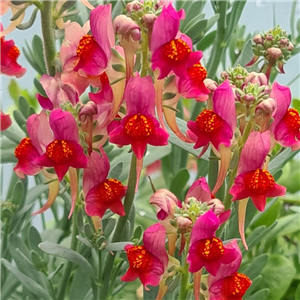 Linaria Aeruginea Red